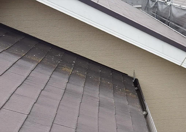 コケの発生